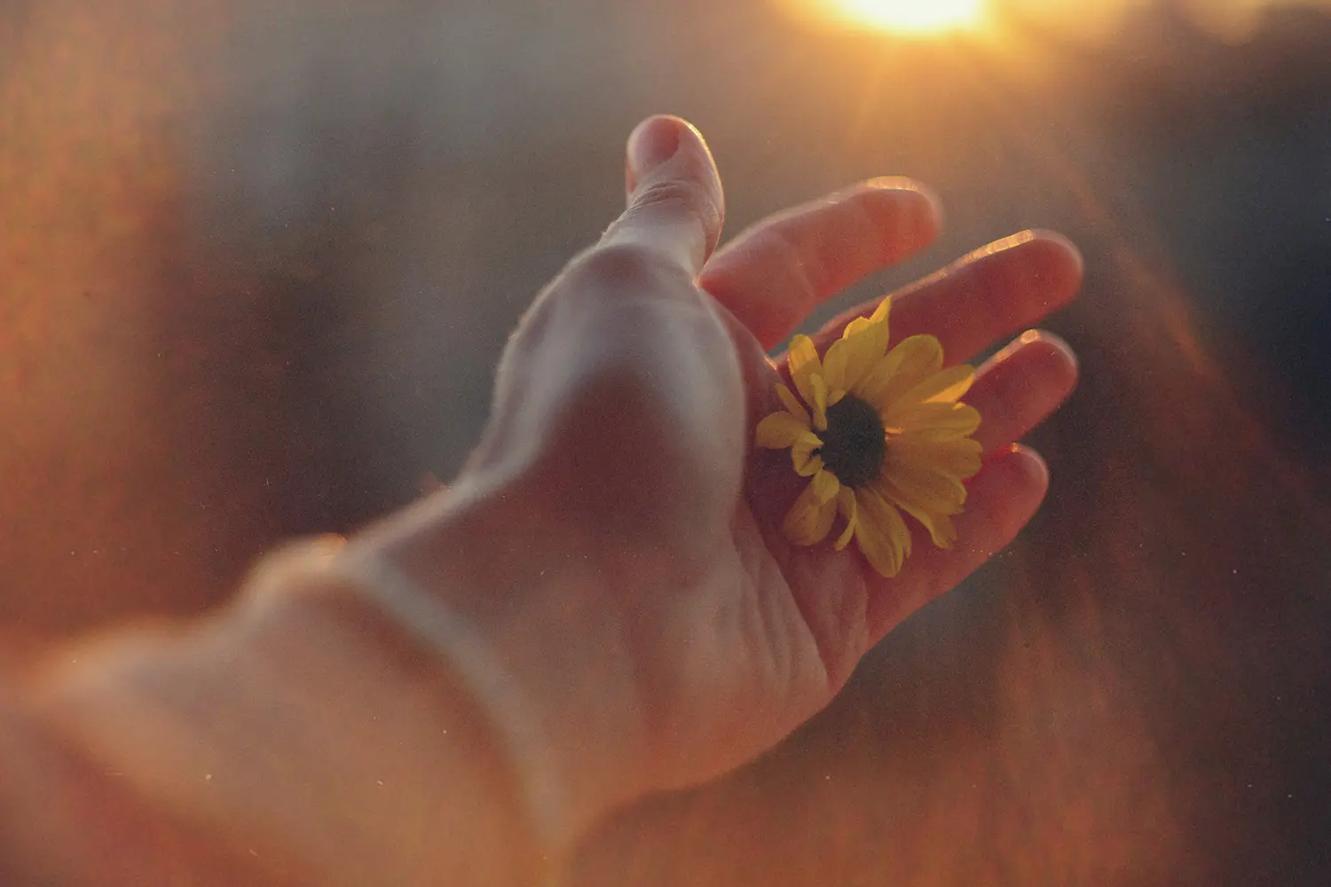 A hand holding a flower and reaching to the sky, receiving God's forgiveness