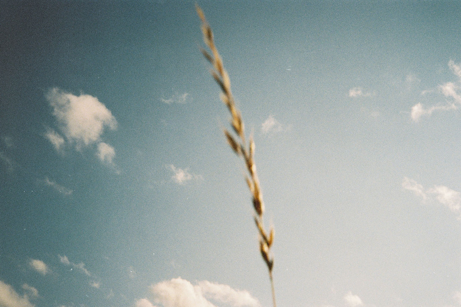 A single stalk of wheat or tall grass stands in sharp focus against a blue sky scattered with soft white clouds