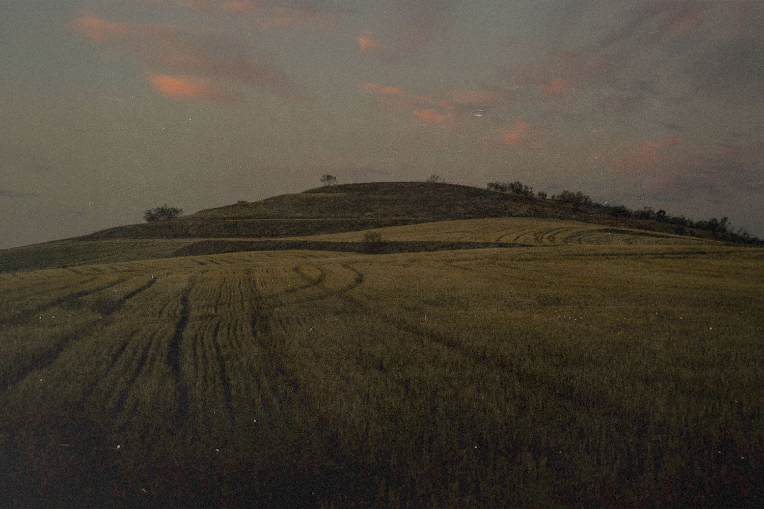 A wide field of tall grass stretches toward a low hill under a sky with soft pink clouds at dusk