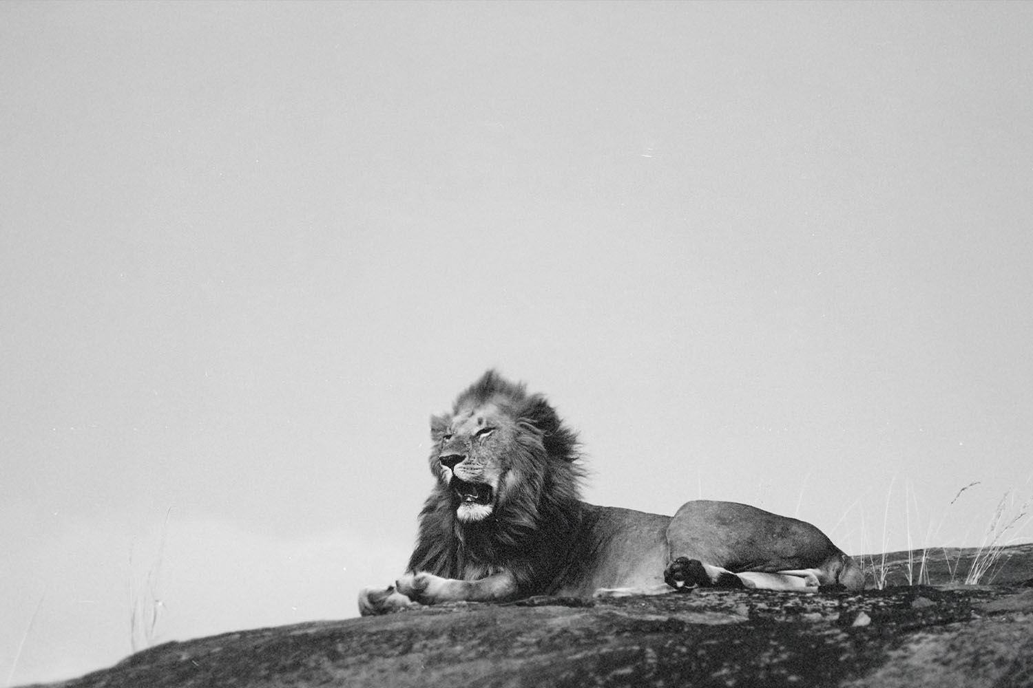 Roaring lion lies on a rocky surface beneath an open sky