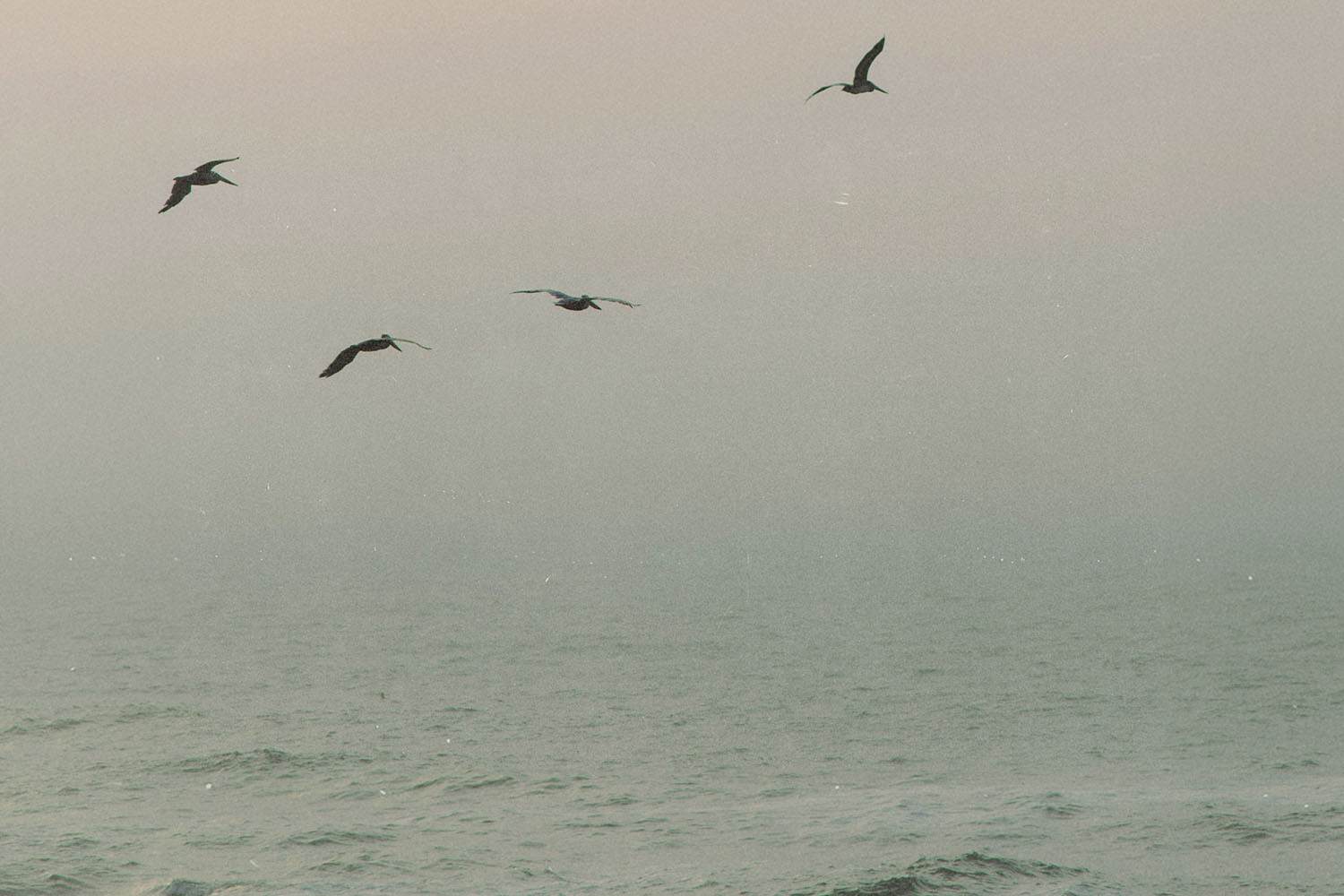 Four birds glide above a misty ocean at sunrise, with soft pastel light filtering through the haze