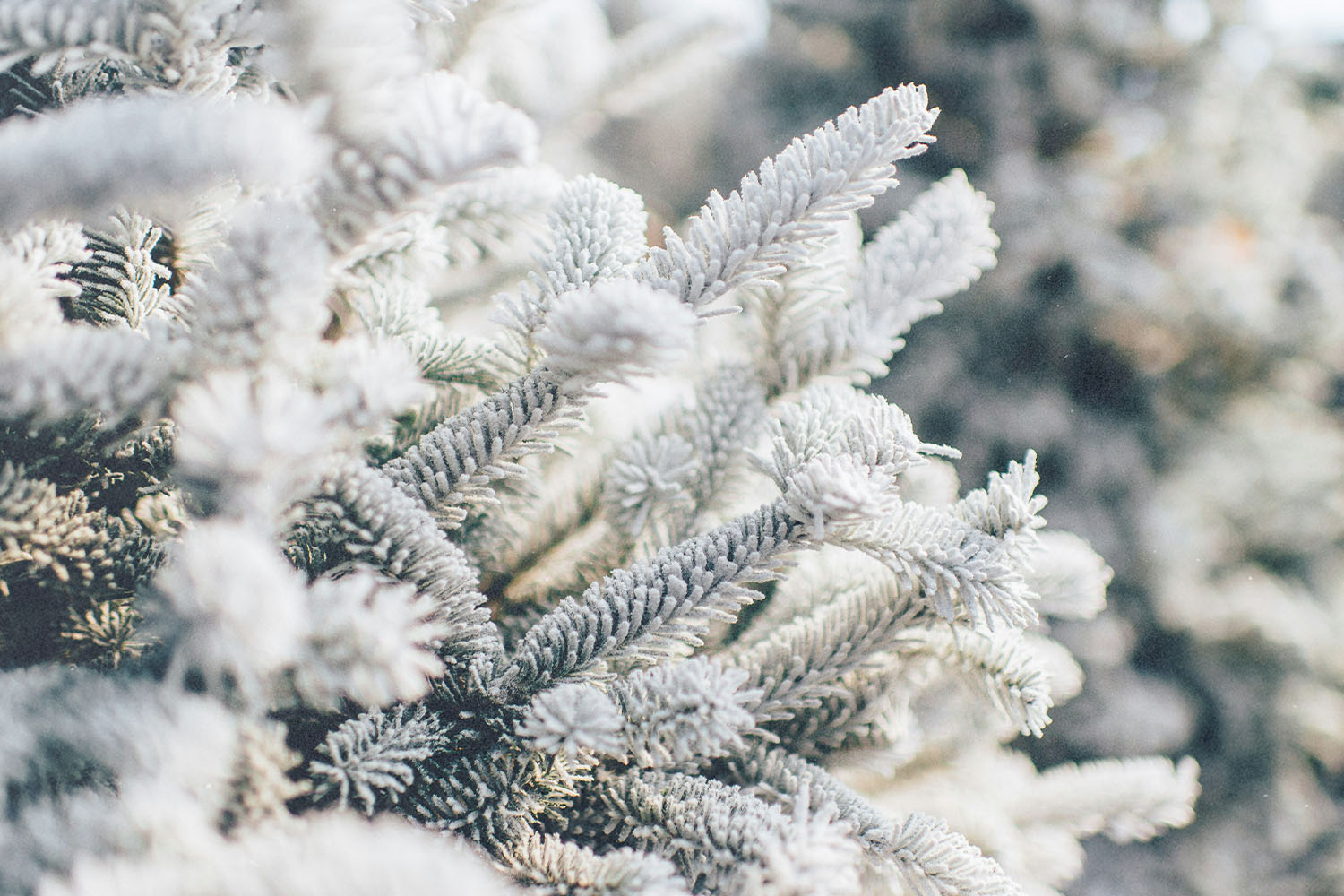 Close-up of snow‑covered evergreen branches glistening in soft winter light