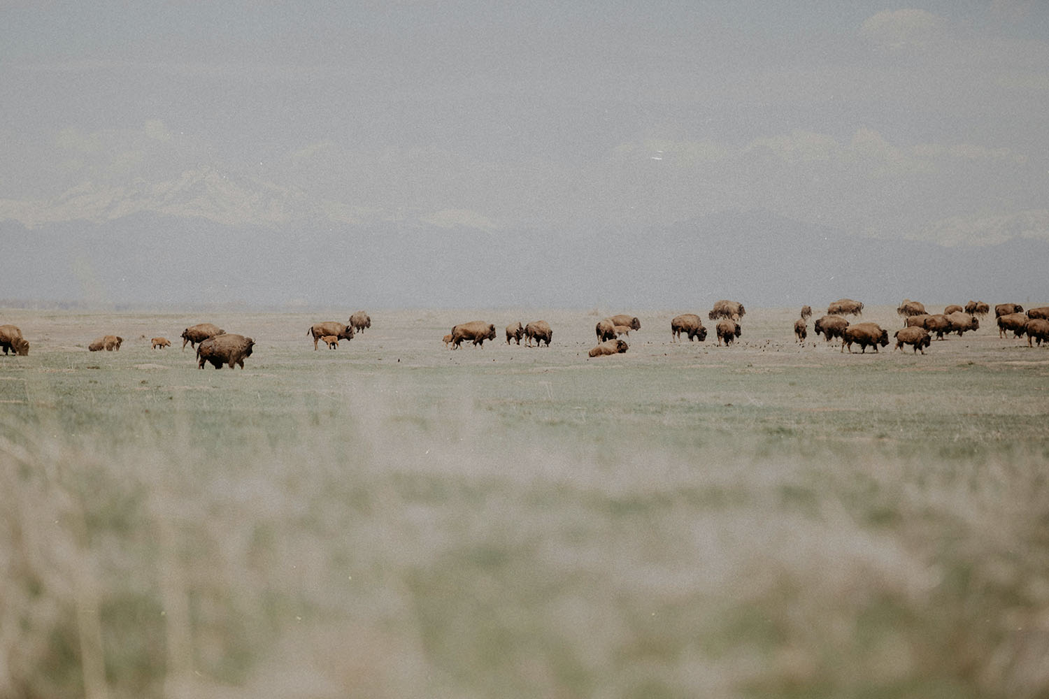 Herd of bison grazes on open grassland with faint mountains visible in the distance