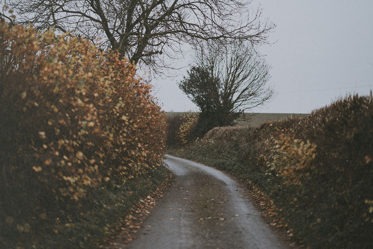 Winding path through countryside hedgerows with leafless trees in muted winter light