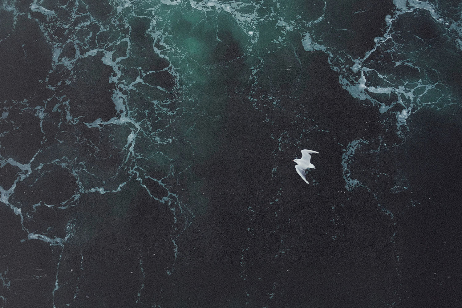 Seagull gliding above deep, choppy ocean water with swirling foam patterns