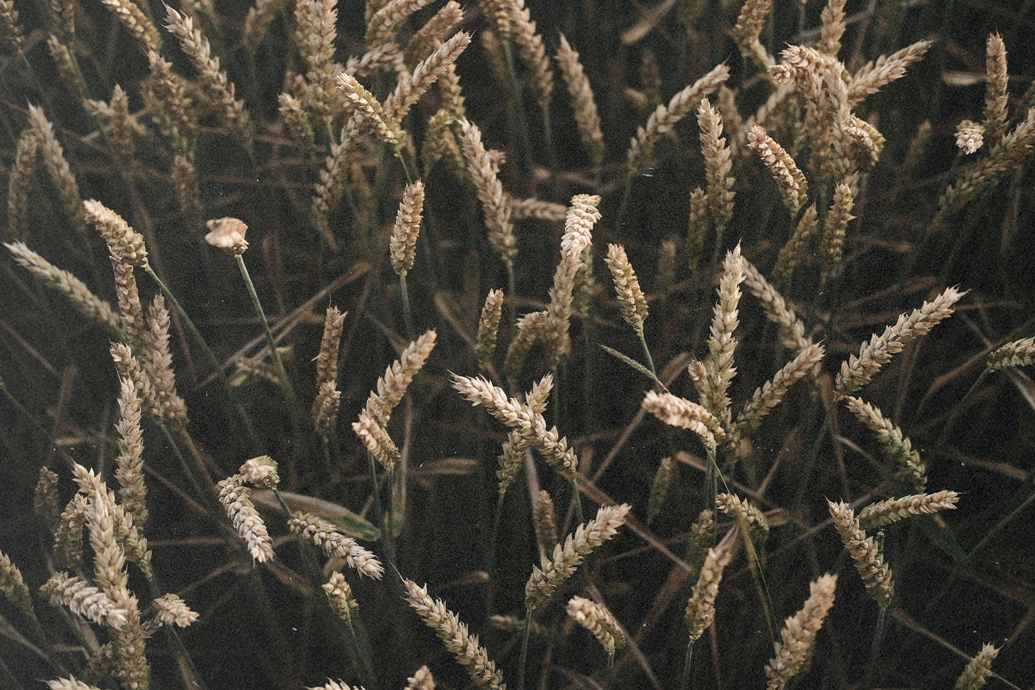 A close-up of tall wheat stalks swaying in soft, muted light