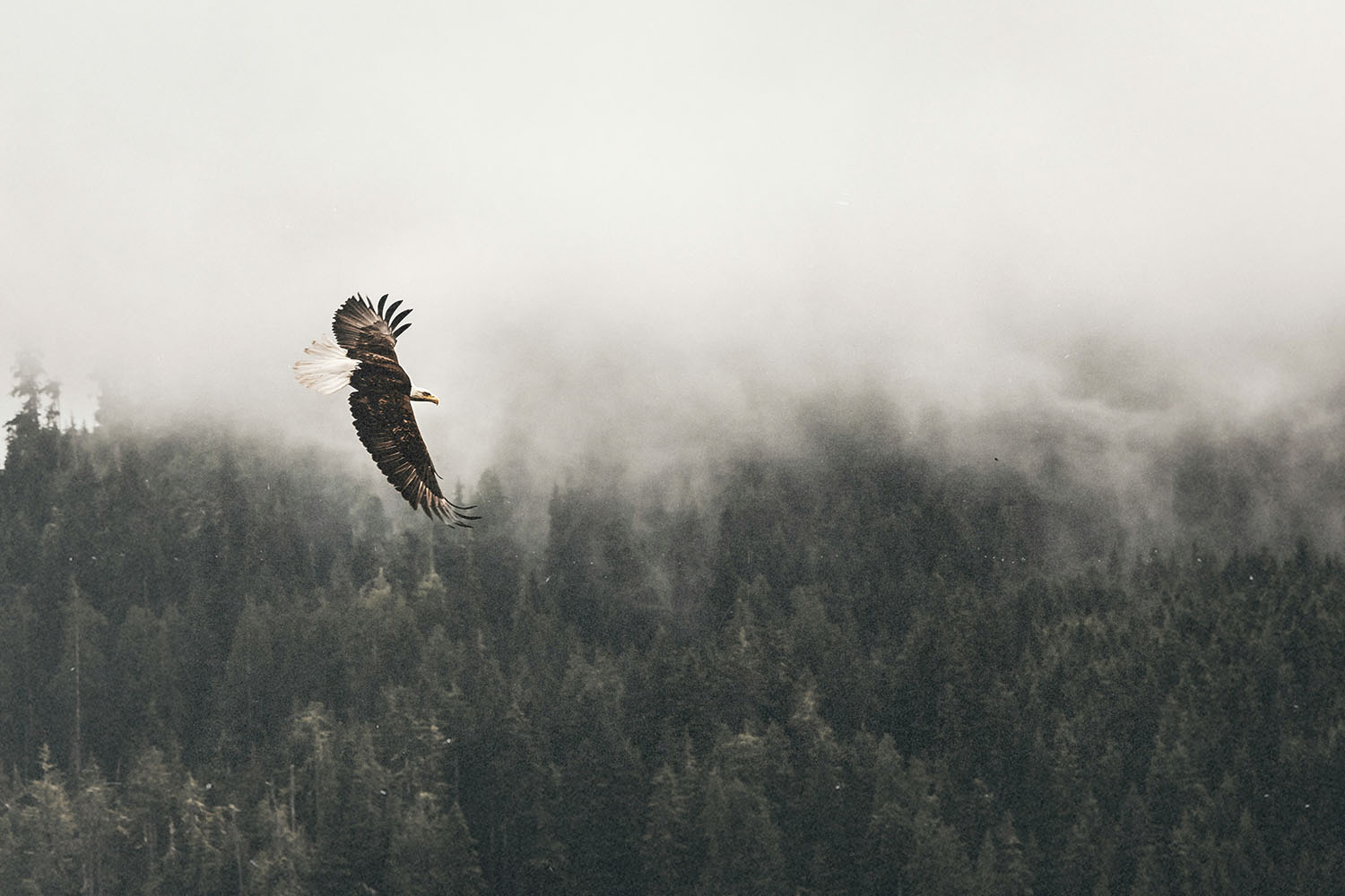 A bald eagle soars over a dense forest, with mist drifting through the treetops