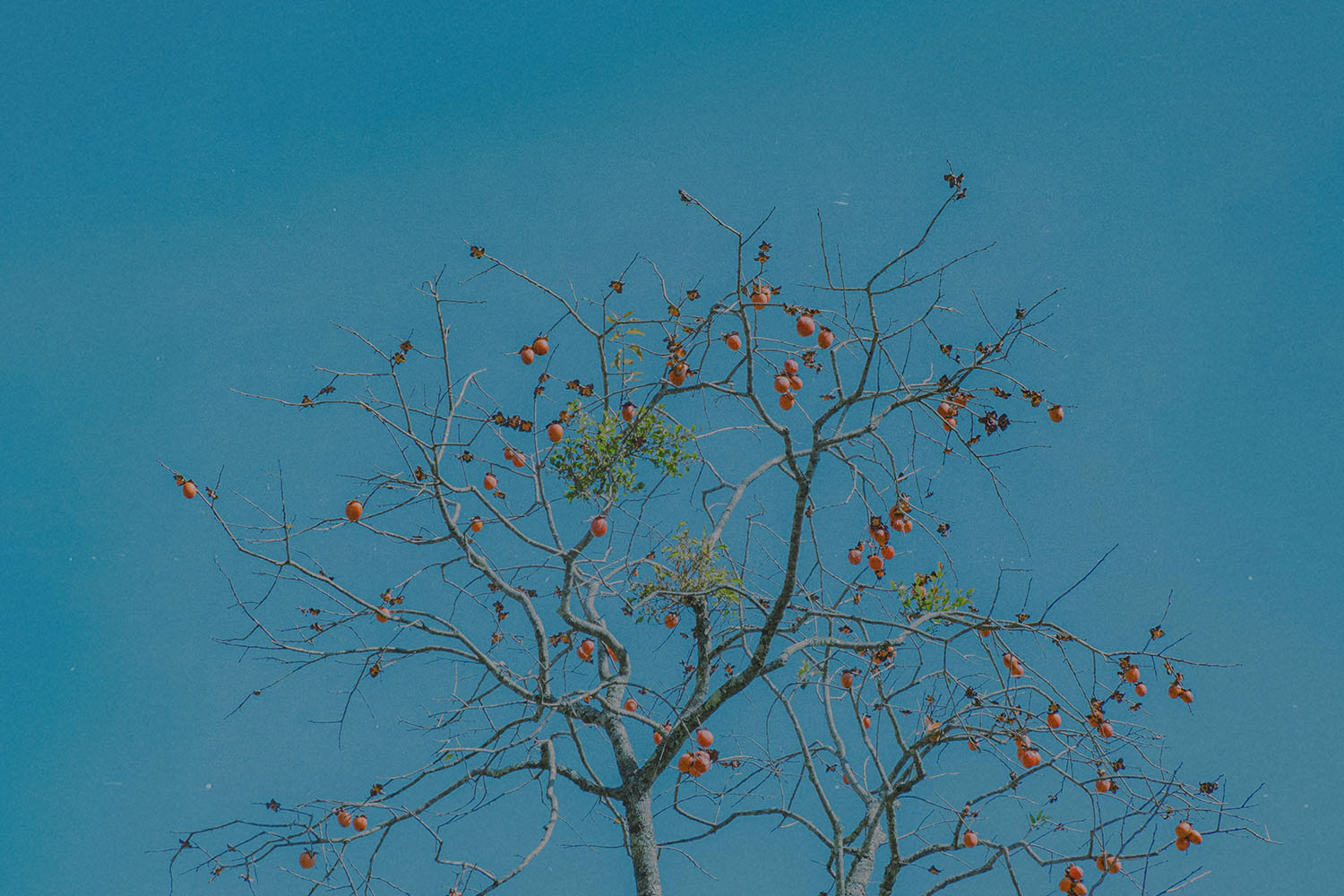 Leafless tree holding clusters of small orange fruit contrasted with a bright blue background