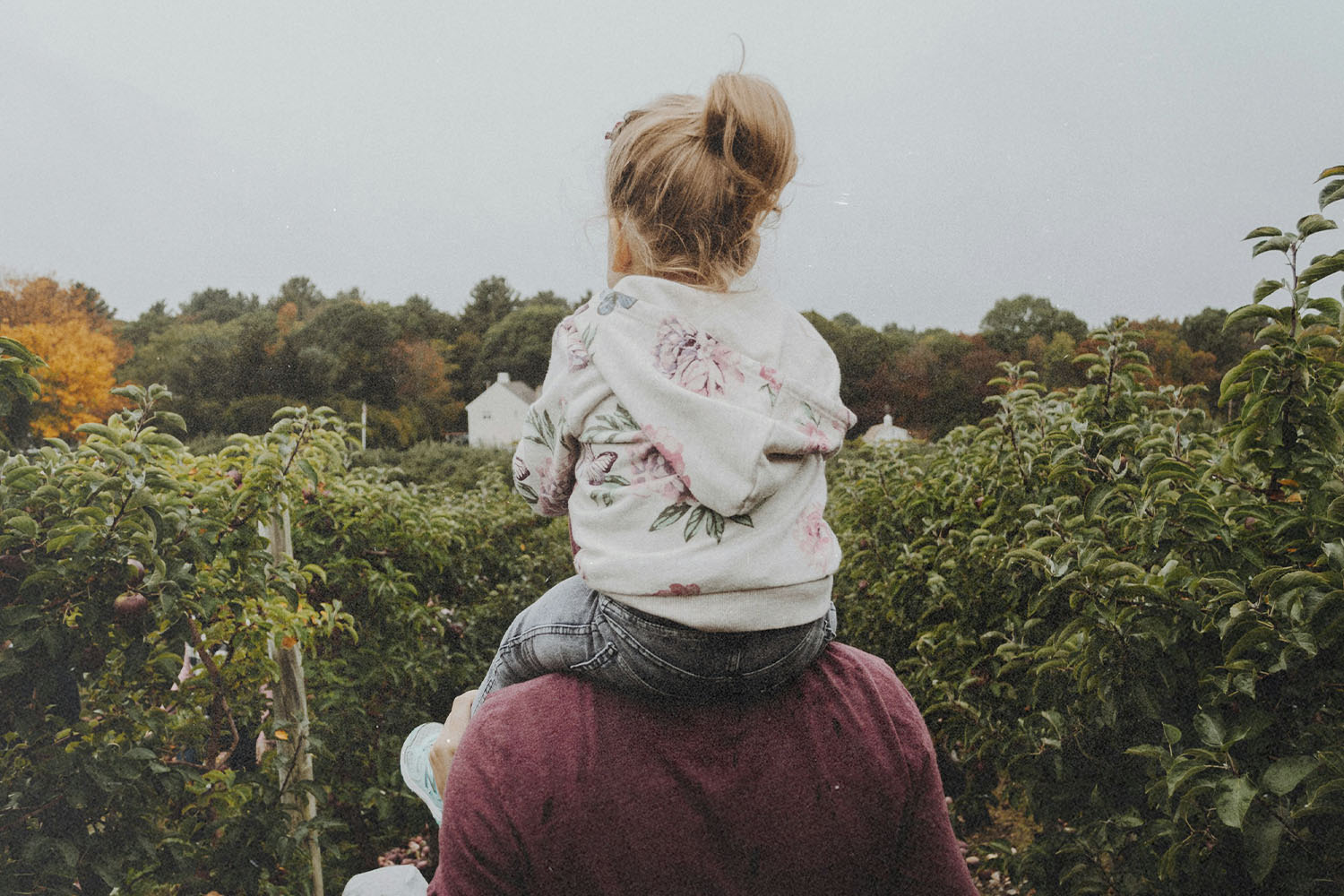 A small child sits on an adult’s shoulders while surrounded by rows of green orchard trees under an overcast sky