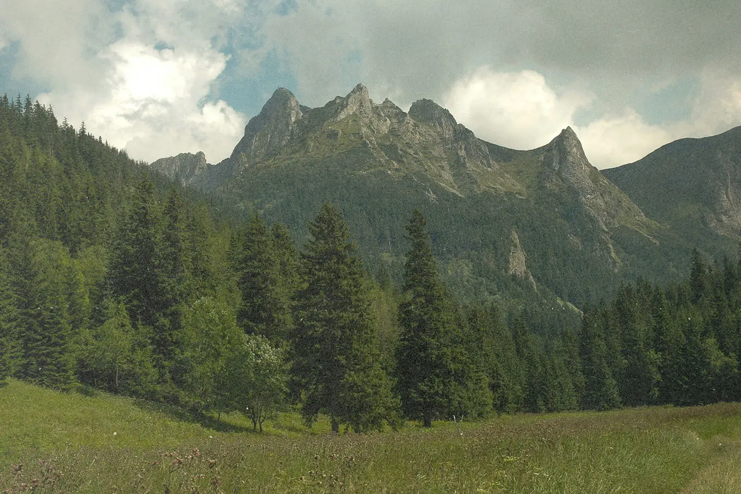A mountain range rises behind a sunlit meadow bordered by tall evergreen trees
