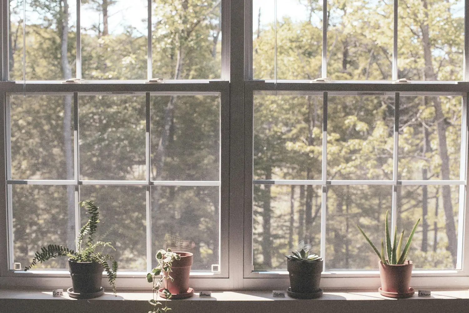 Four small potted plants sit on a windowsill with sunlight shining through large windowpanes and trees visible outside