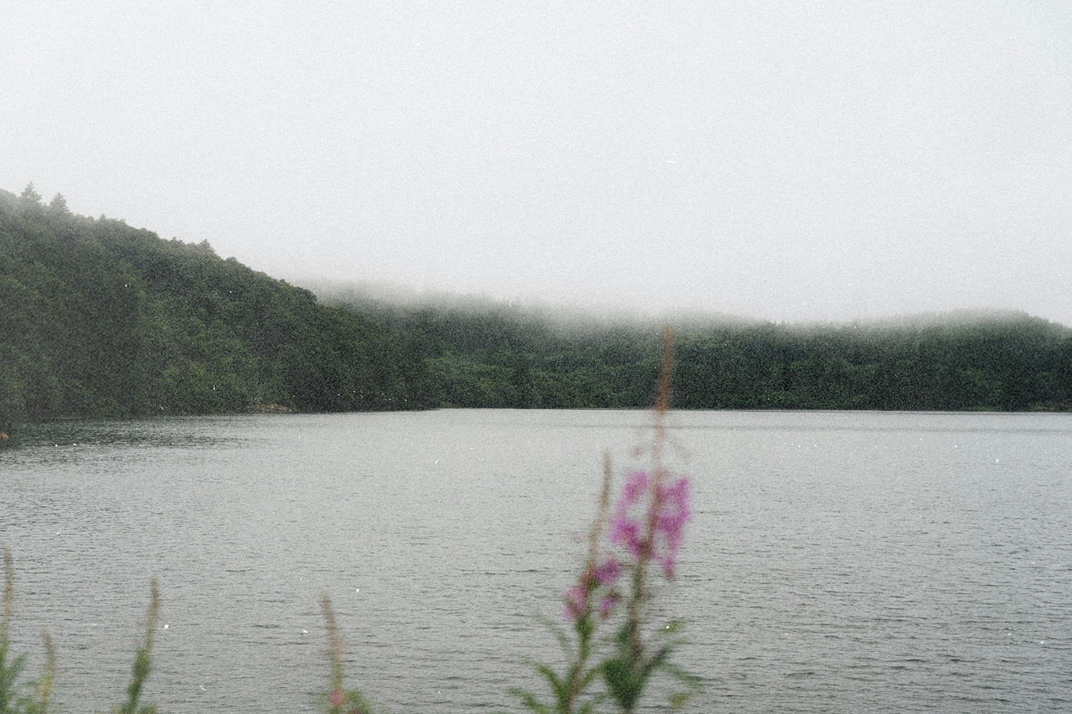 A calm lake bordered by forested hills under a gray, misty sky, with wildflowers visible in the foreground