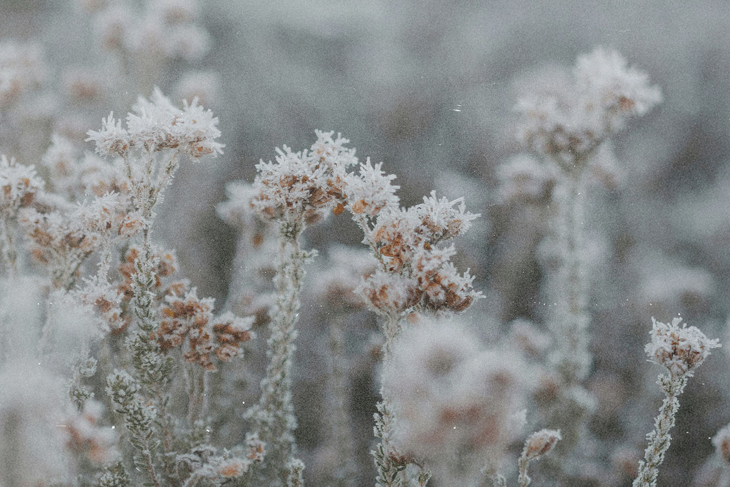 Frost-covered wild plants standing in a cold, muted landscape with soft gray tones