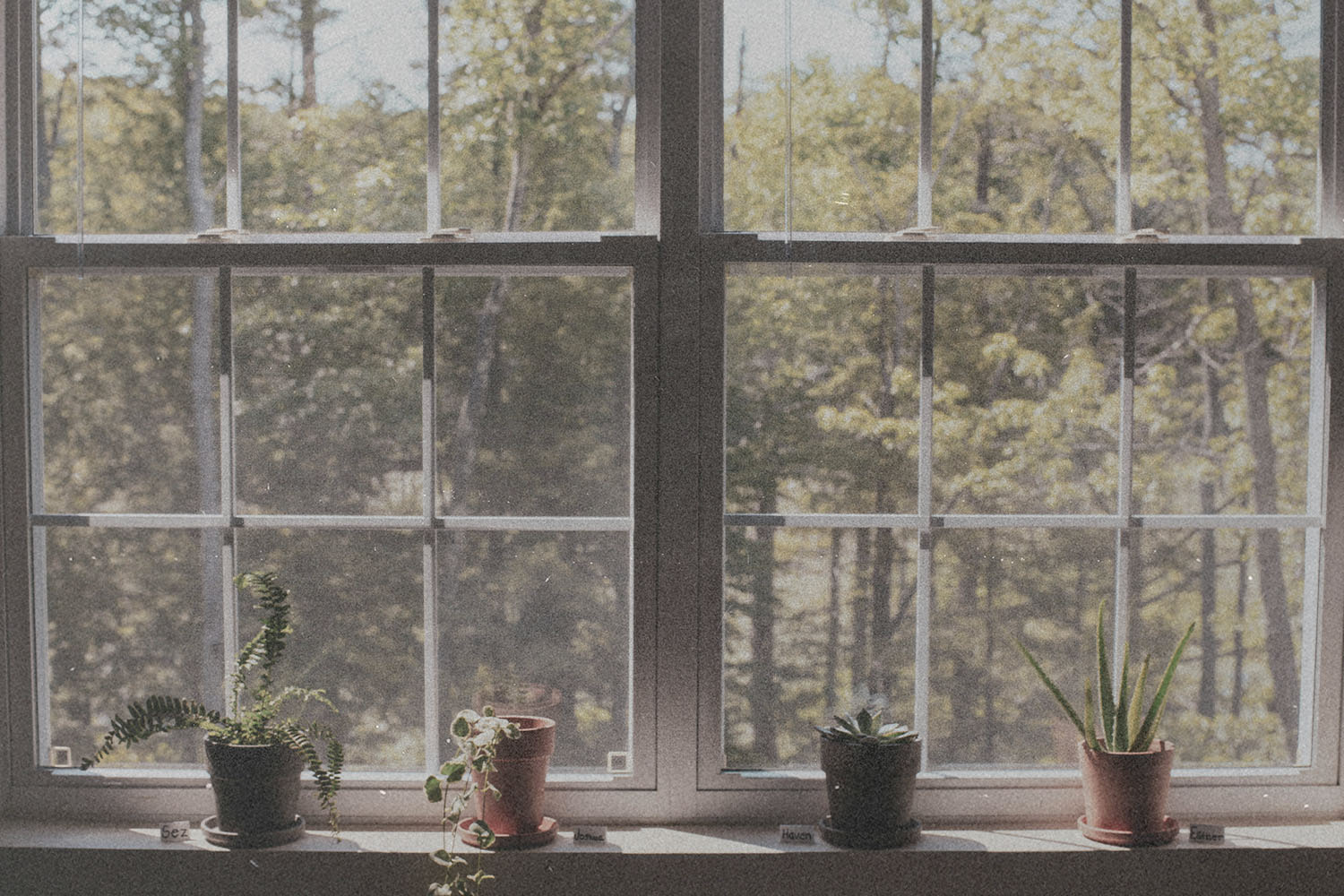 Four potted plants arranged along a wide windowsill overlooking a sunlit forest