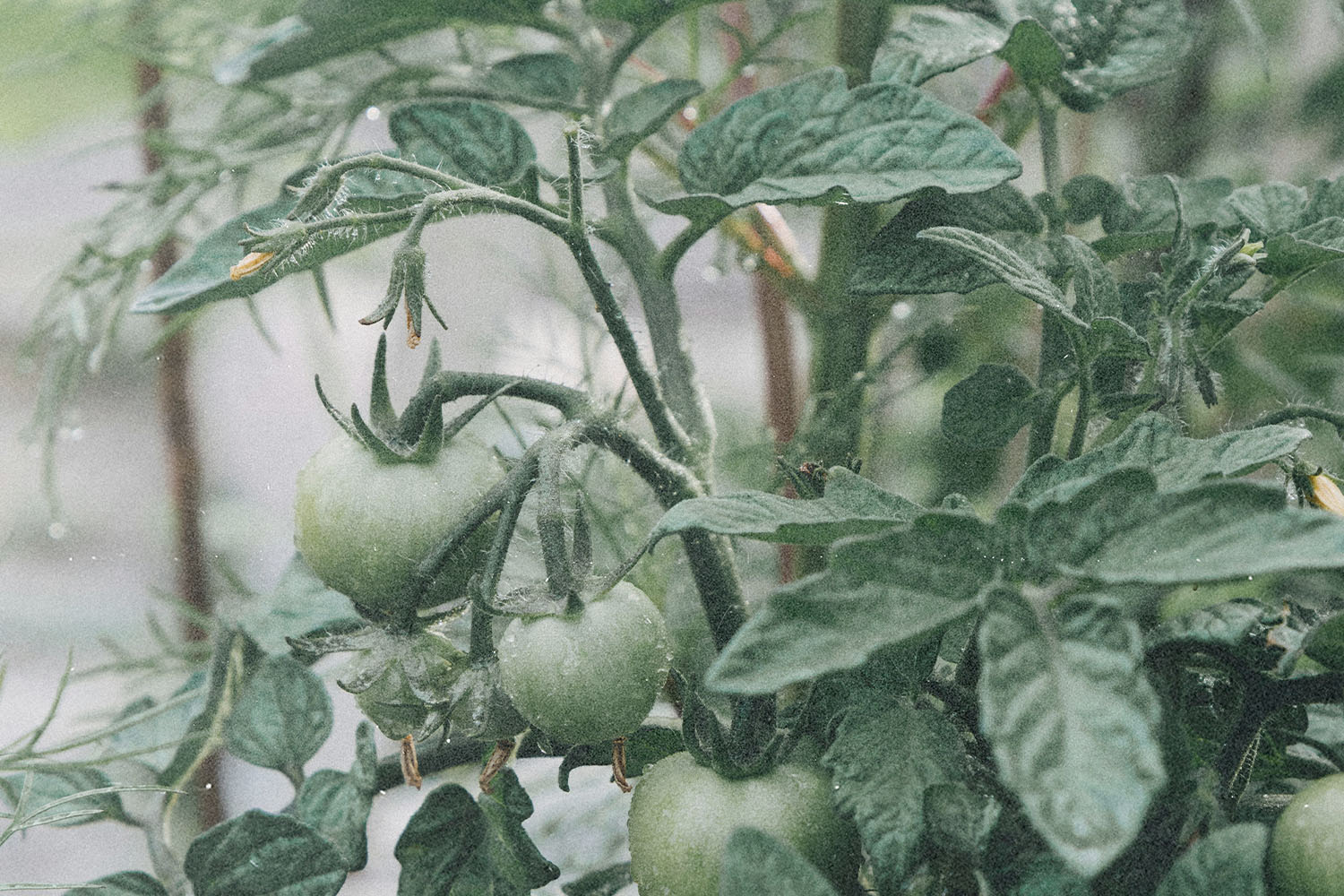 Daily Devotional