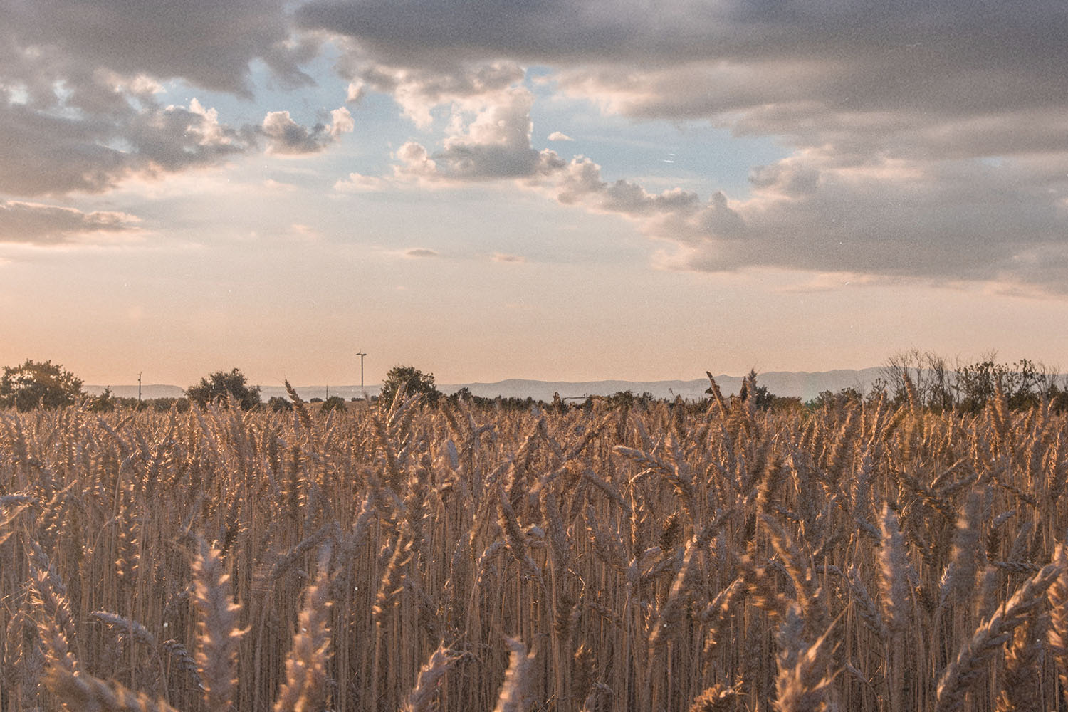 Golden wheat field at sunset under cloudy sky