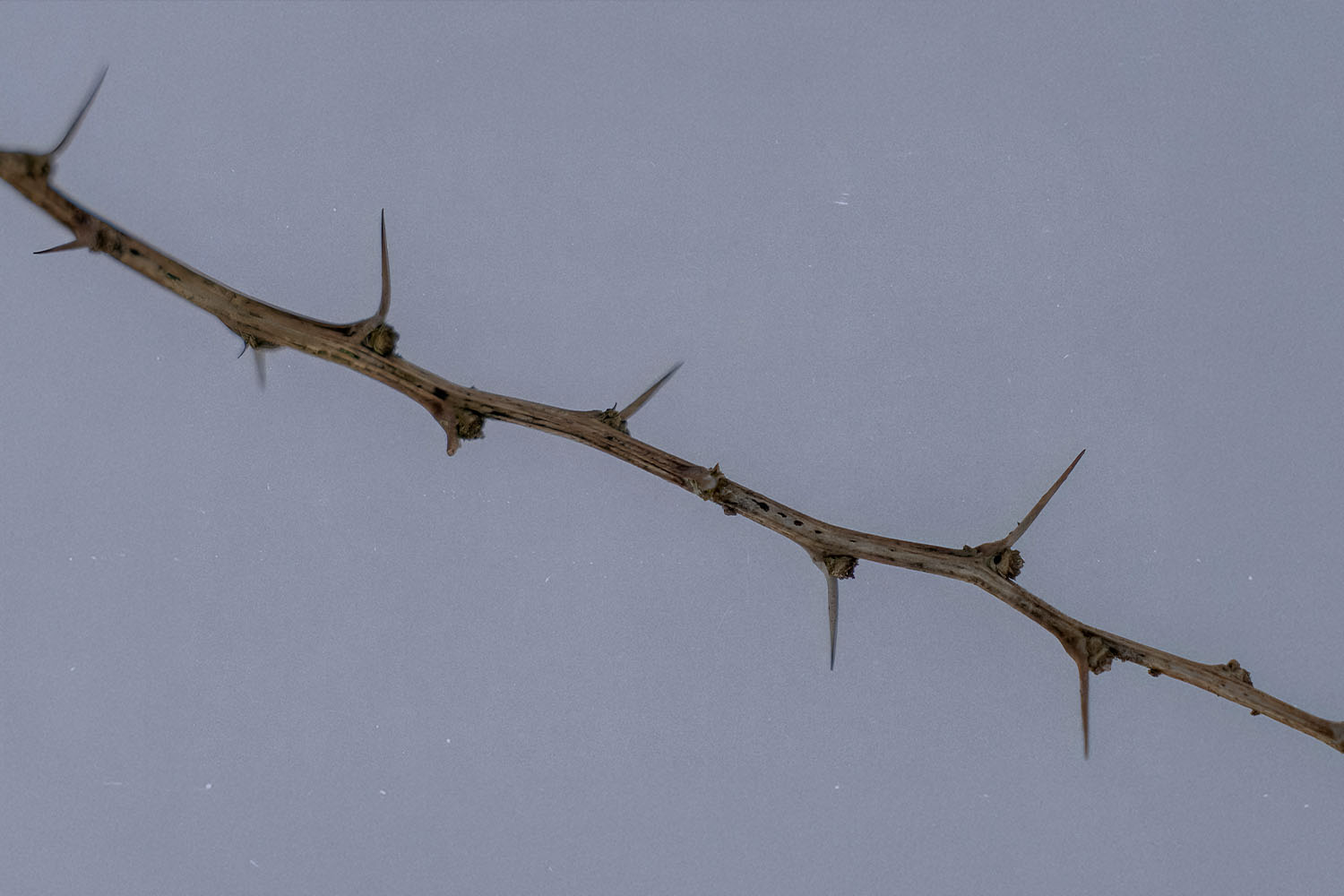 How to Remove “Thorns” From Your Heart