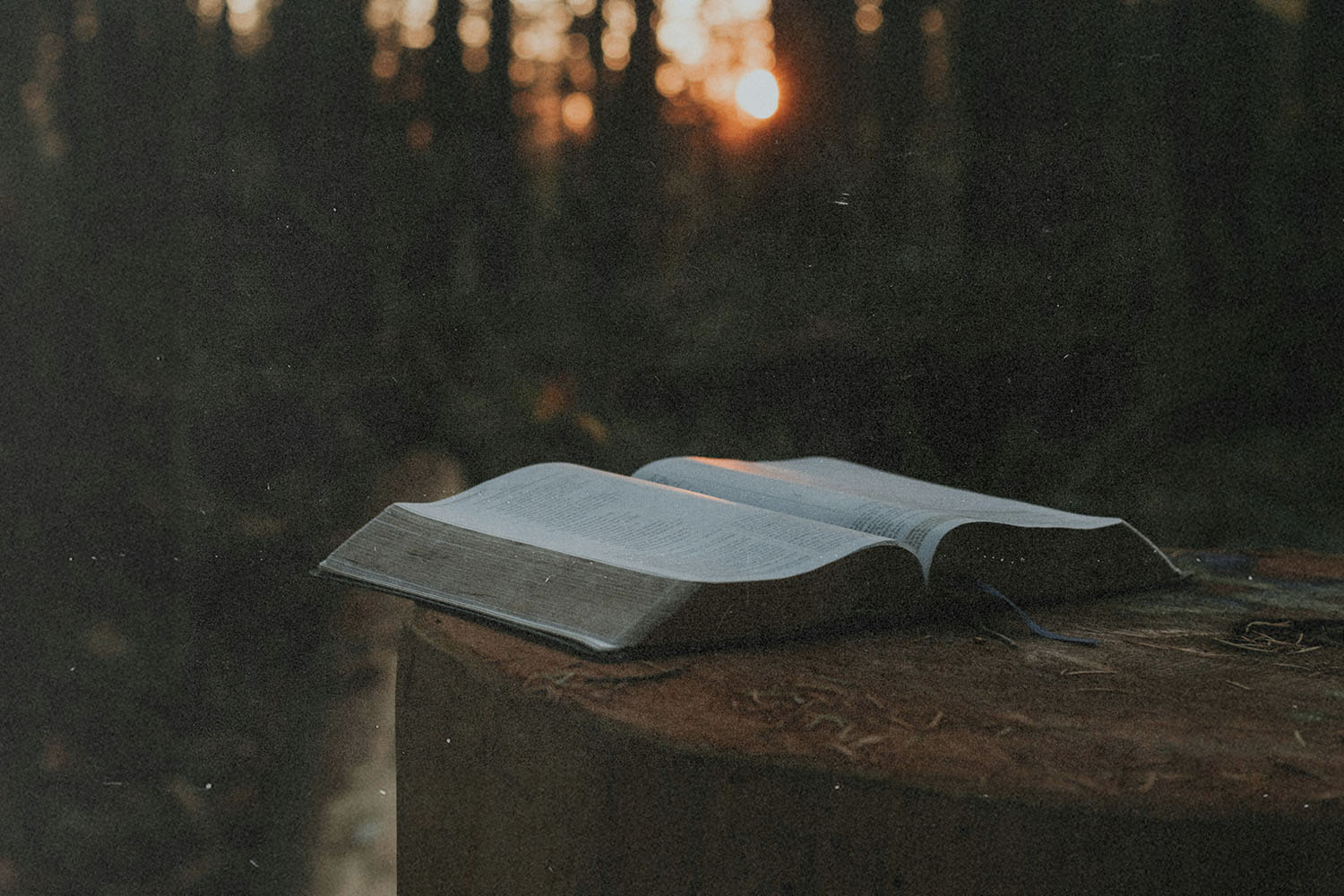 Open Bible resting on a tree stump in a forest at sunset
