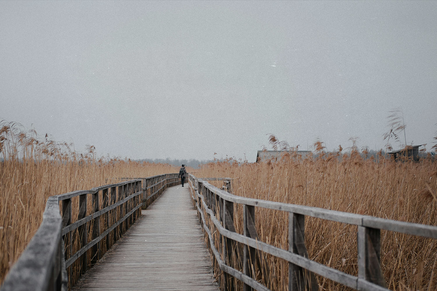 Person walking along a wooden boardwalk surrounded by tall golden reeds under an overcast sky