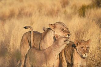 Three young lions stand close together in tall golden grass, nuzzling and brushing against one another in a warm, sunlit savanna