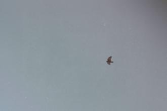 A single bird soars across a vast, pale sky, centered against the open, empty sky