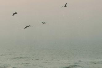 Four birds glide above a misty ocean at sunrise, with soft pastel light filtering through the haze