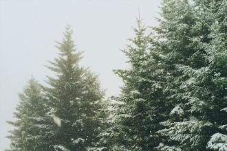 Snow-covered evergreen trees during a gentle snowfall on a foggy winter day