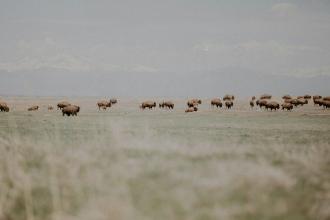 Herd of bison grazes on open grassland with faint mountains visible in the distance