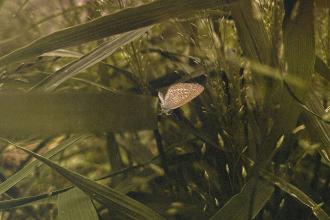 A small butterfly rests on tall blades of grass in a softly lit, green forest floor