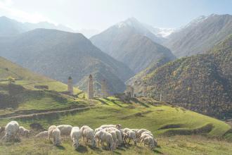 ock of sheep grazing on a sunlit green hillside with historic stone towers and mountains in the background