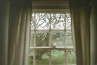 View of a large, twisted tree seen through a window framed by softly draped curtains