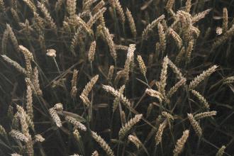 A close-up of tall wheat stalks swaying in soft, muted light