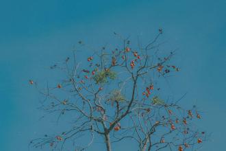 Leafless tree holding clusters of small orange fruit contrasted with a bright blue background