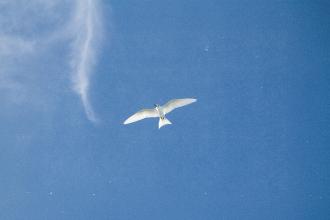 White seabird gliding high above with minimal clouds in an open blue sky
