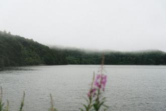 A calm lake bordered by dense green forest, with low fog drifting across the distant treetops and pink wildflowers in the foreground