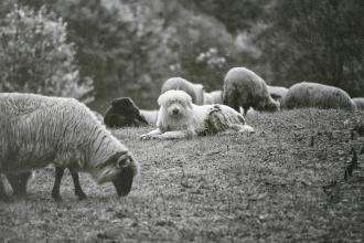 A group of sheep graze on a grassy hillside, with a large fluffy white dog resting among them