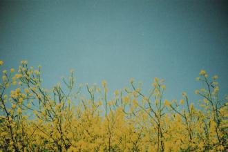Yellow flowering branches stretch upward against a clear blue sky