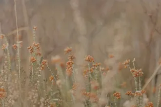 Softly focused wildflowers with small orange blossoms stand among tall grasses in warm, muted light