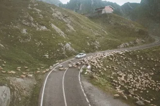 A car is stopped on a mountain road while a large herd of sheep crosses and surrounds the vehicle