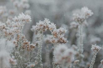 Frost-covered wild plants standing in a cold, muted landscape with soft gray tones