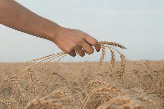 Hand gently brushing through ripe golden wheat in a field under a soft sky