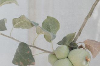 Branch with green fruit and textured leaves against a soft, light background