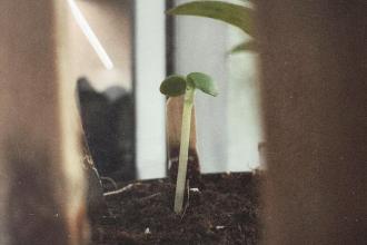 Under Pressure? Plant!