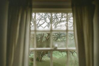Large, twisting tree viewed through a window framed by curtains, with soft light filtering into the room