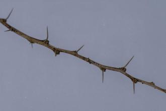 Close‑up of a dry thorny branch with long sharp thorns set against a plain gray background