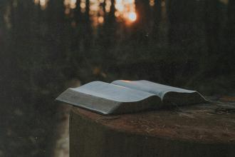 Open Bible resting on a tree stump in a forest at sunset
