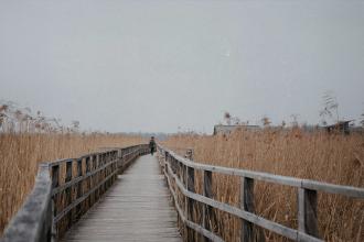 Person walking along a wooden boardwalk surrounded by tall golden reeds under an overcast sky
