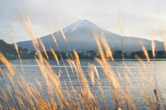 Snow‑topped mountain above a lakeside with tall golden grasses in the foreground