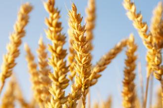 expect_a_harvest.jpg