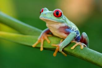 get-rid-of-the-frogs.jpg